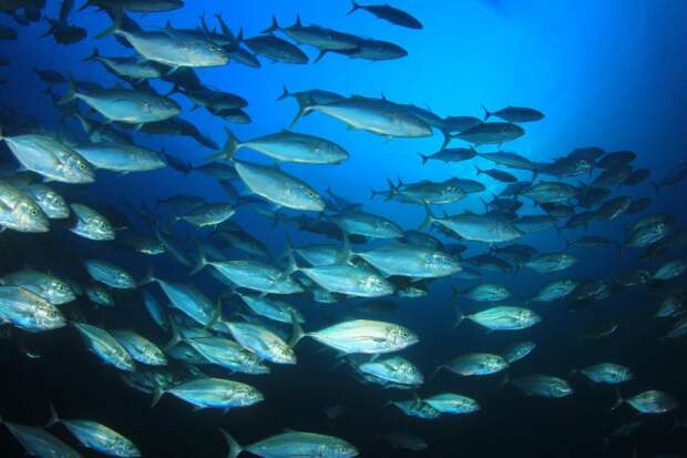 Ученые выяснили, какие рыбы переживут климатические изменения: Новости ➕1, 17.05.2021