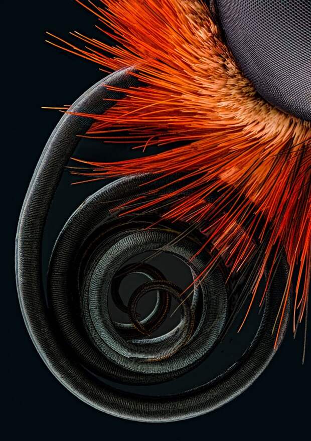 Снимки фотоконкурса «Nikon Small World 2016» (18 фото) Снимки фотоконкурса «Nikon Small World 2016» (18 фото)