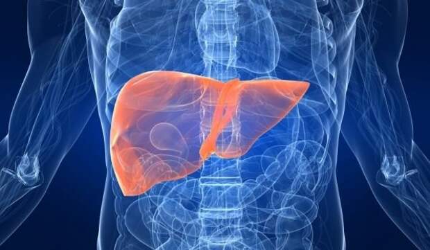 Liver Dreams