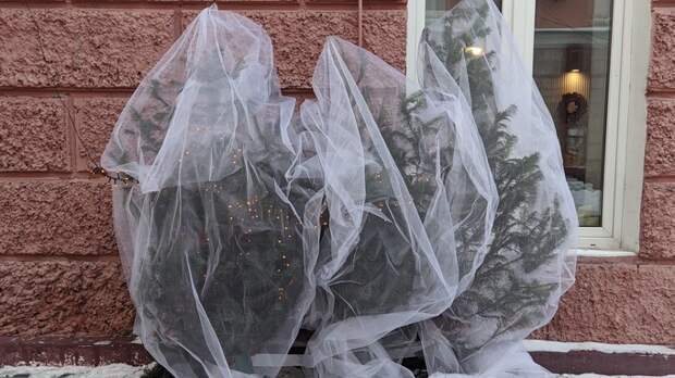 Новогодний Барнаул – 2025 / Фото: amic.ru