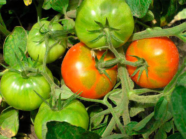 Почему помидоры не торопятся краснеть