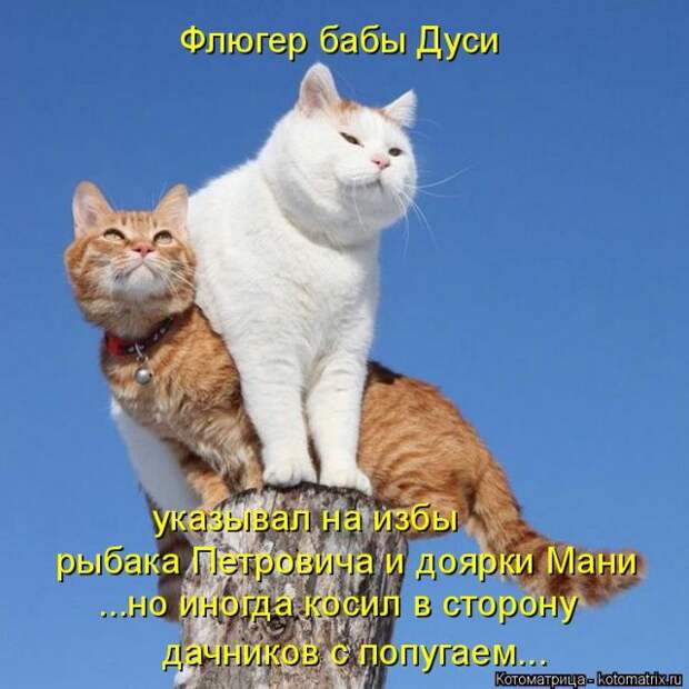 Лучшие котоматрицы недели (50 фото)