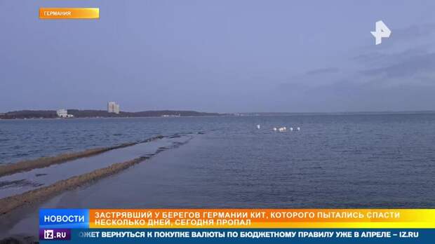 Застрявший у побережья Германии кит смог уплыть в море