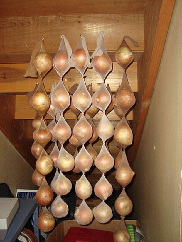 Лук