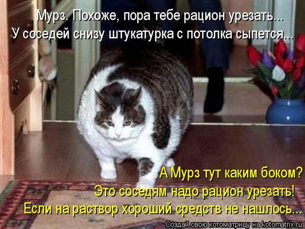Котоматрица: У соседей снизу штукатурка с потолка сыпется... Мурз. Похоже, пора тебе рацион урезать... А Мурз тут каким боком? Это соседям надо рацион уреза