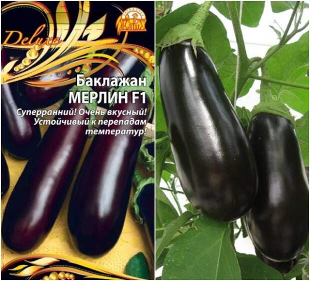 баклажан мерлин