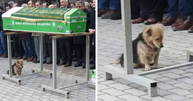 Осиротевший пес каждый день приходит на могилу хозяина верность, смерть, собака