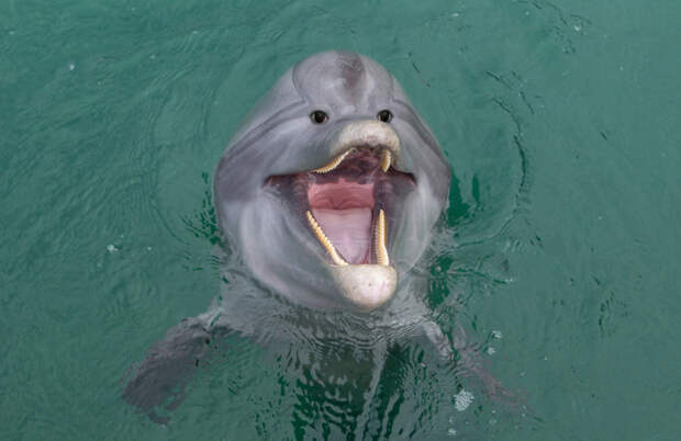Дельфин глаза, животные, фотошоп