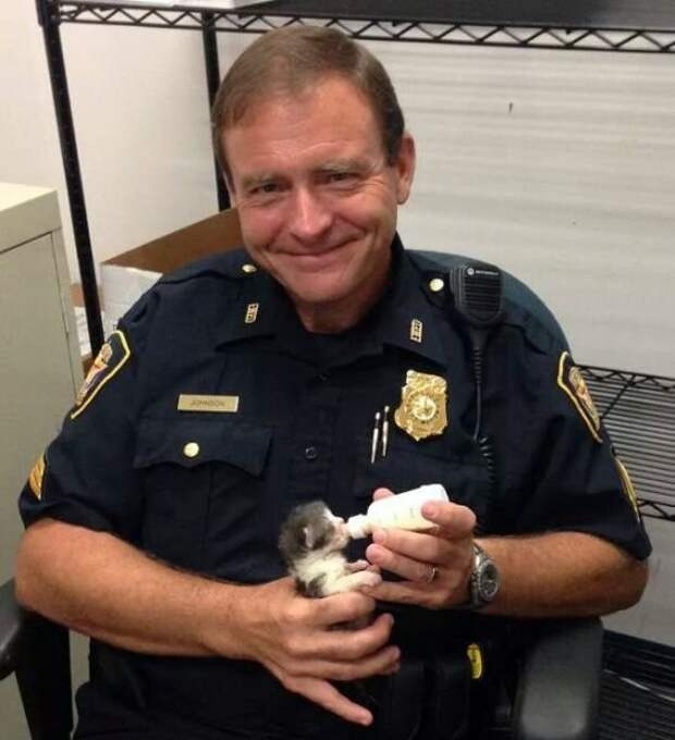 И снова котёнок, спасённый полицейским Добрые дела, добро, милиция, полицейские, стереотип