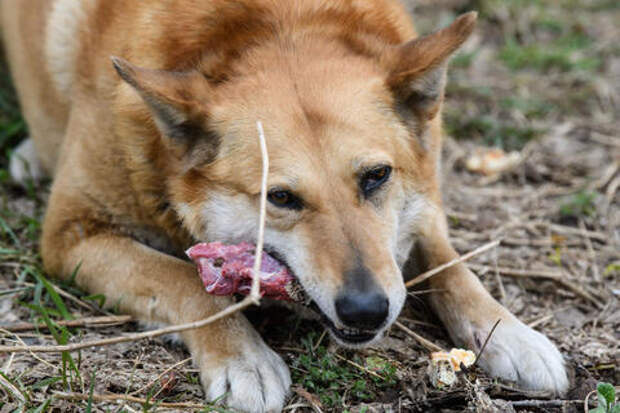 Стая бездомных собак едва не растерзала школьницу в Краснодаре