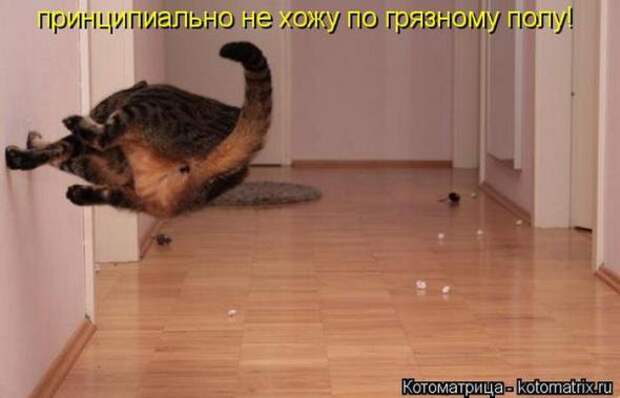 Котоматрицы(картинки с надписями)