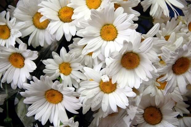 Любимого поэта и друга ВАДИМА ЦОКУРЕНКО поздравляю с ЮБИЛЕЙНЫМ ДНЕМ РОЖДЕНИЯ!