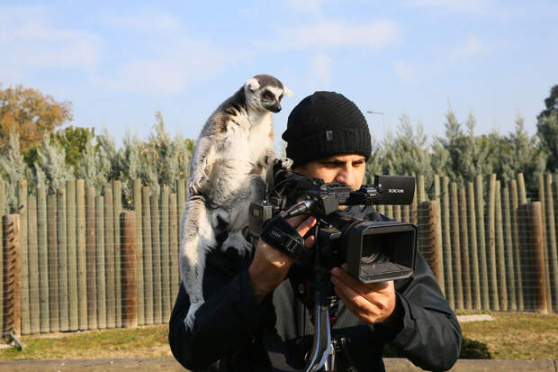 Животные в фотографиях