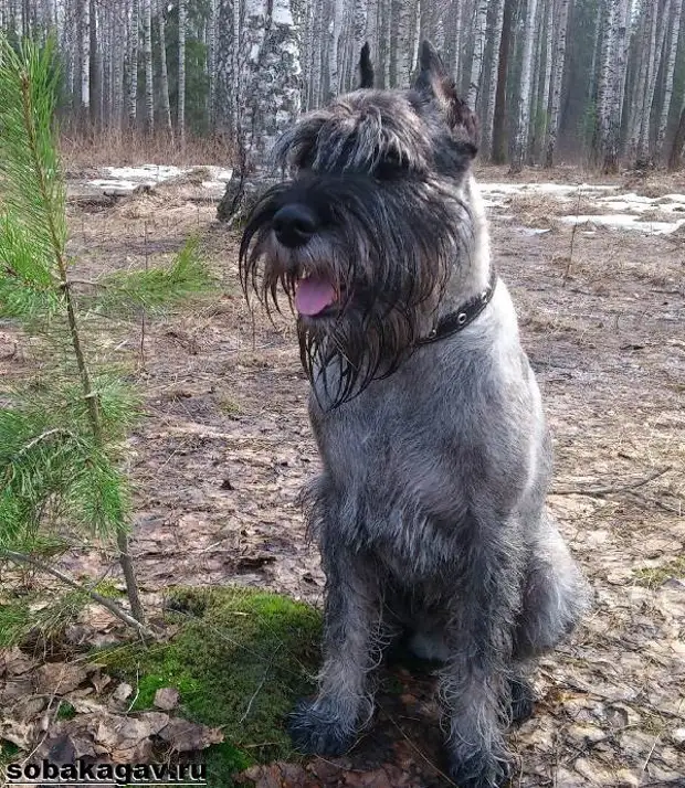 Миттельшнауцер собака. Описание, особенности, уход и цена миттельшнауцера