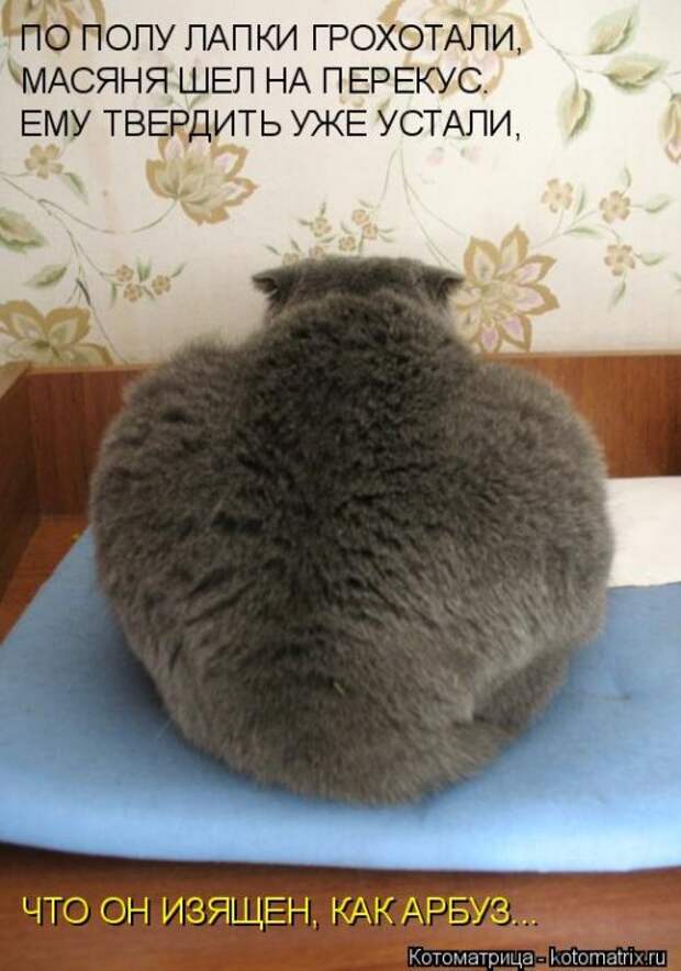 Лучшая котоматрица недели