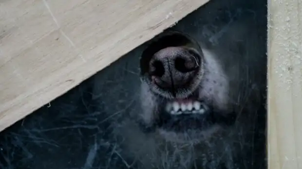 В Уфе проверяют сообщения о нападении стаи бездомных собак на ребёнка