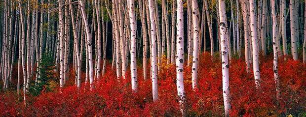 Лучшие фотографии International Photography Awards (IPA) 2007