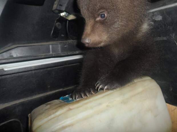 В Коми полицейские приютили найденных в коробке медвежат