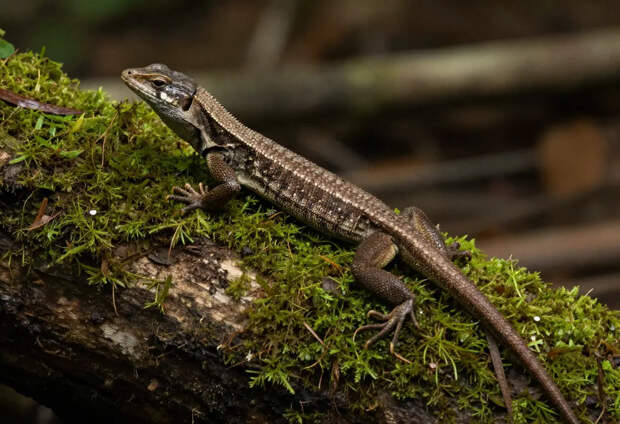 В Дагестане нашли нового разносчика смертельной лихорадки