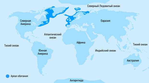 гренландская акула