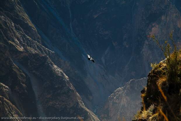 Спускаемся в глубочайший каньон на Земле colca07 Спускаемся в глубочайший каньон на Земле