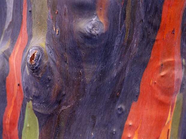 eucalyptus tree bark 1404 990x742 Узоры в природе : деревья