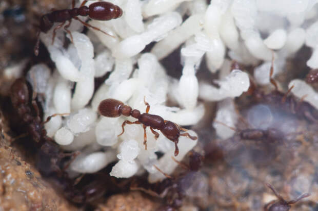 Взрослые муравьи-рейдеры ухаживают за куколками
