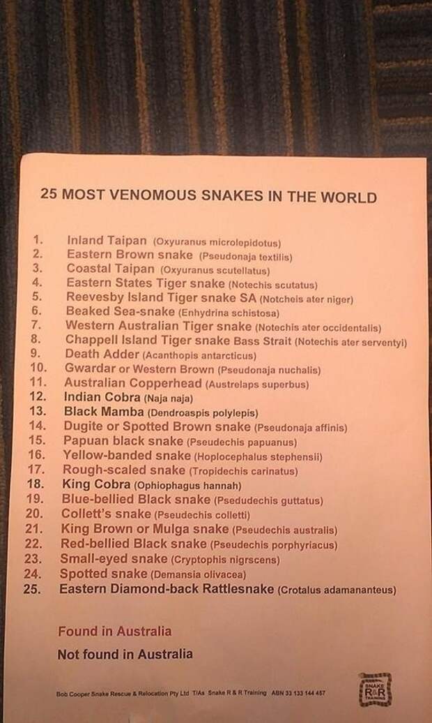 Но знали ли вы, что Австралия - родной дом 21 из 25 самых ядовитых змей? австралия, змея