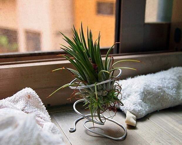 тилландсия атмосферная медуза. растение живущее без земли. тилландсия зеленая. тилландсия дуриана. растения без грунта комнатные.