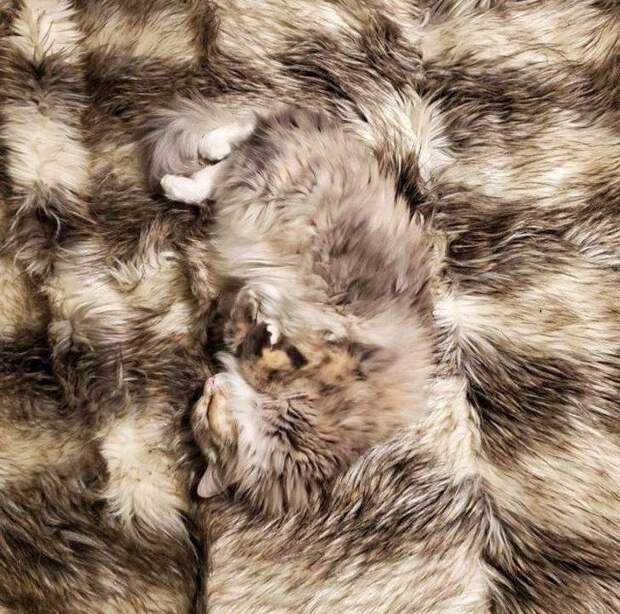 Домашние животные, которые могут легко скрыться от хозяев