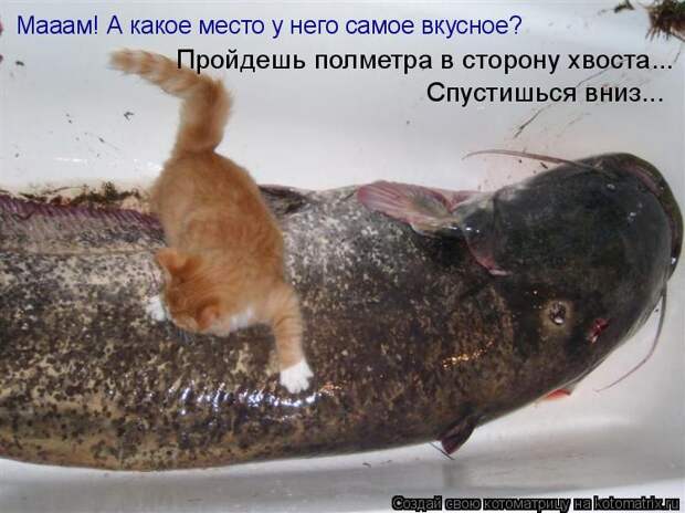 Котоматрица: Мааам! А какое место у него самое вкусное? Пройдешь полметра в сторону хвоста... Спустишься вниз...