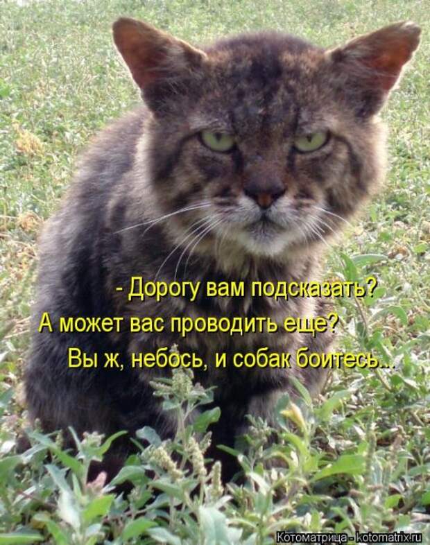 Котоматрицы (картинки с надписями)