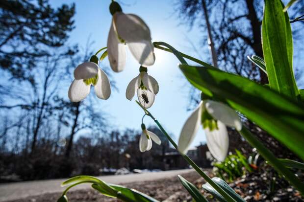 Синоптик Леус: 30 марта в Москве воздух прогреется до +19 градусов