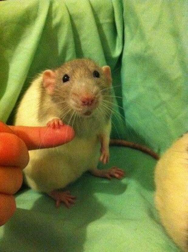 Смешная крыса держится за руку