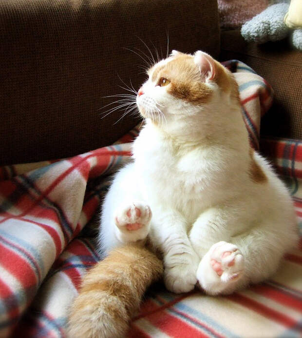 FatCats14 Толстокоты