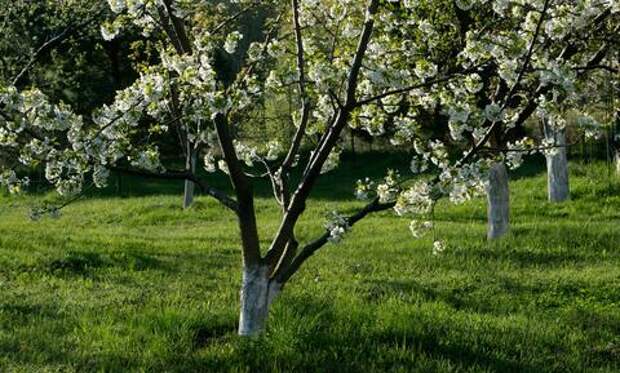 Почему не прорастает газон? Об ошибках при посеве рассказал биолог