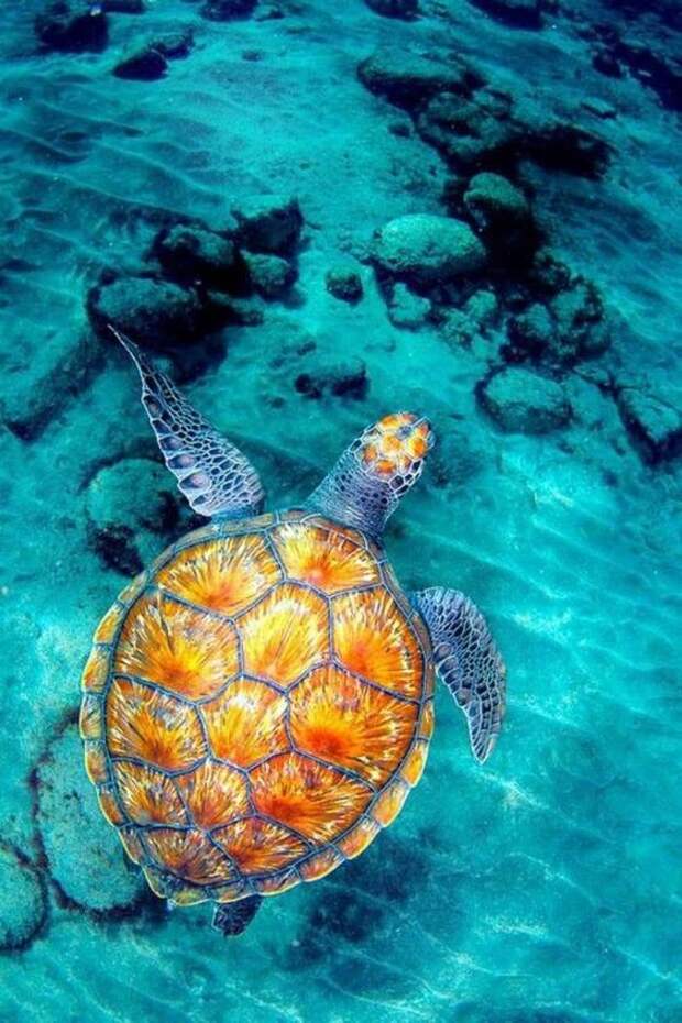 Черепахи делятся на морских и наземных. Последние подразделяются на пресноводных и сухопутных. интересное, факты, фауна, черепахи