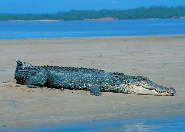 Крокодилы здоровье, море, опасность, пляж