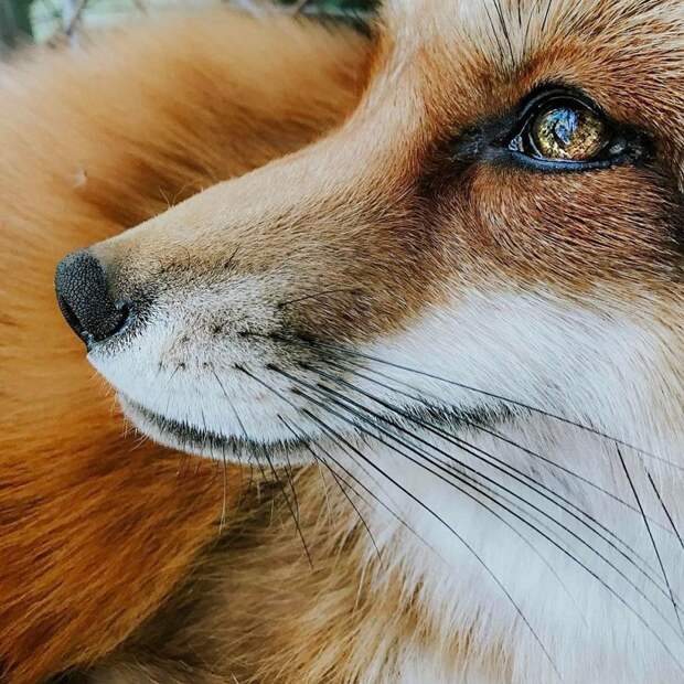 Вся правда о том, каково держать дома лису Джунипер, вопросы о питомцах, животные, лисий инстаграм, лисицы дома, лисы, любители животных