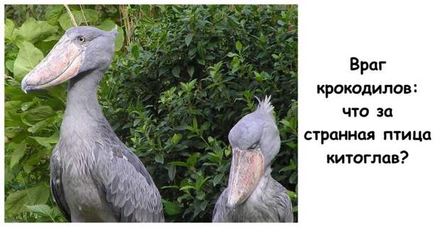 Враг крокодилов: что за странная птица китоглав?
