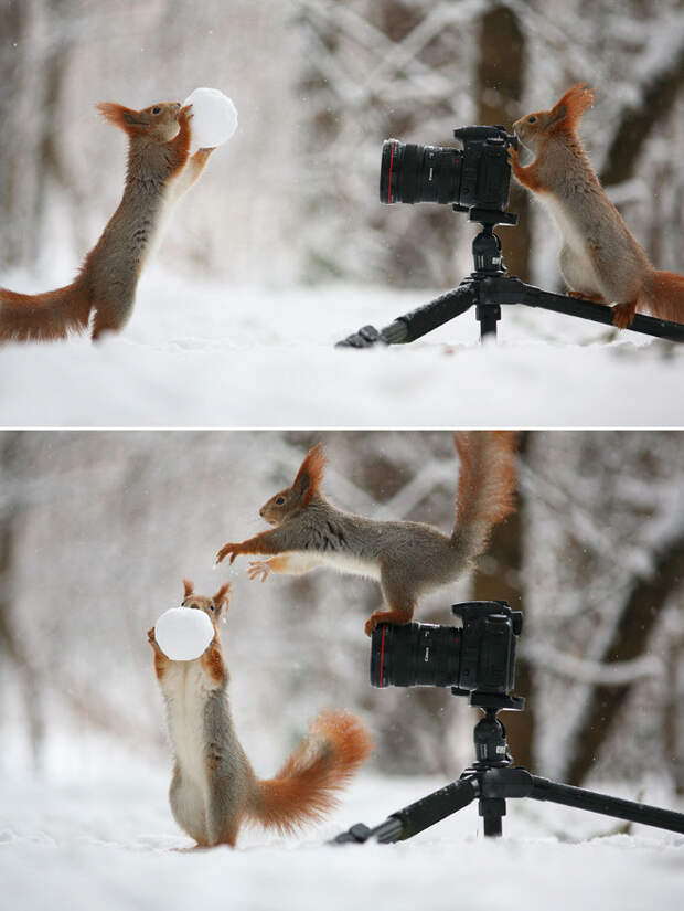Животные, которые неравнодушны к фотосъёмке