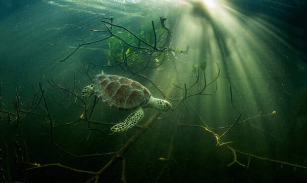 Зеленая морская черепаха укрывается в мангровых зарослях.