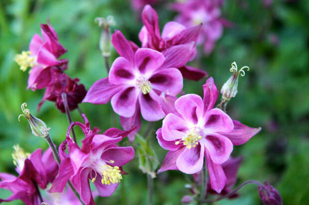 Садоводам аквилегия полюбилась за яркие цветки причудливой формы и необыкновенной красоты нежные ажурные листочки