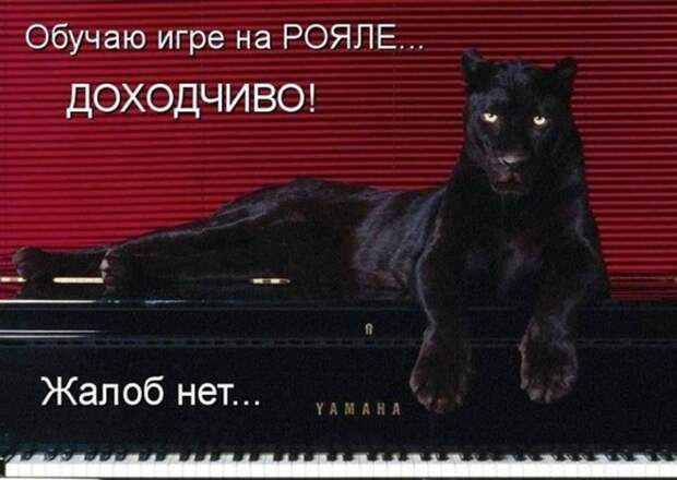 Прикольные и смешные зверюшки # 28