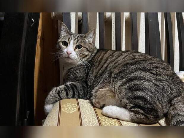 Россия переходит на цифровой учет домашних животных