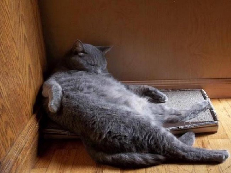 Искусство сна коты, юмор, японцы