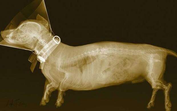 11. У такс невероятно длинный позвоночник животные, рентгеновские снимки