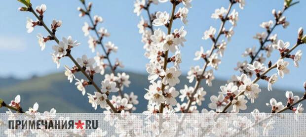 Миндаль меняет крымский агросектор: аграрии осваивают новые технологии по выращиванию