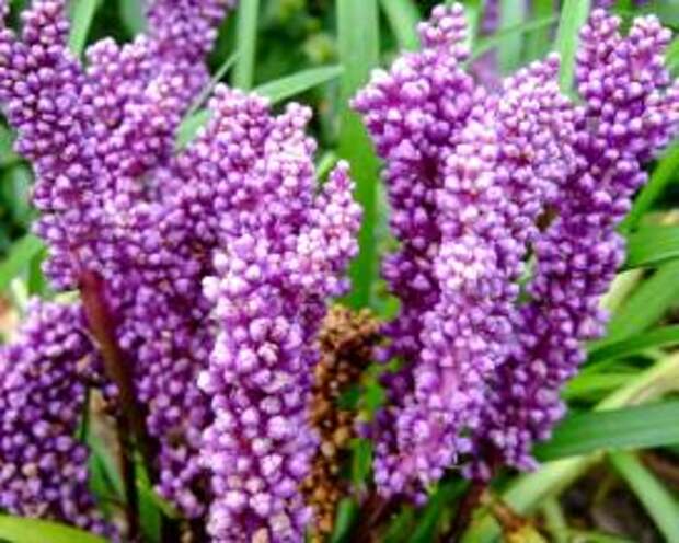 Лириопе мускаревидное (Liriope muscari)