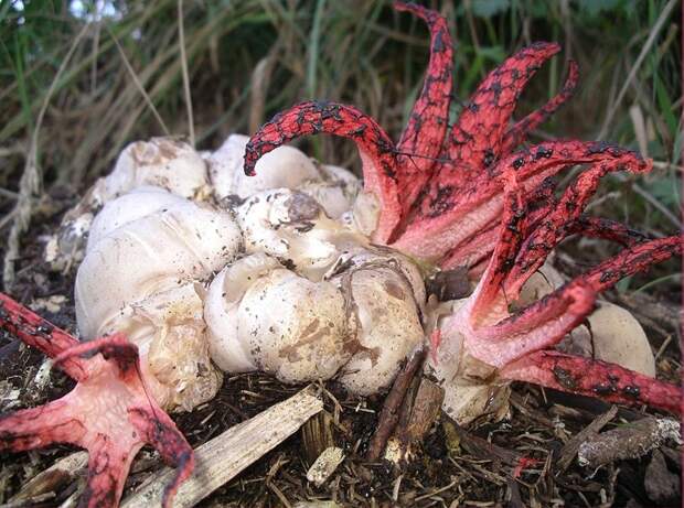 creepyplants13 Самые жуткие растения